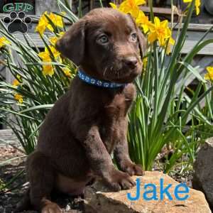 Jake, Chocolate Labrador Retriever Puppy